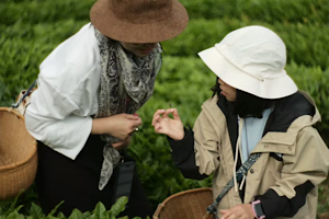 Tea-Picking-Experience Tea-Picking-Experience